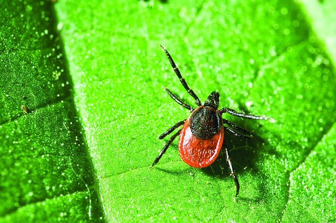Get Healthy Carson City: Watch out for ticks this summer