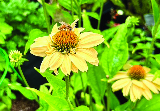 Pausing on pruning can benefit countless beneficial species in the garden.