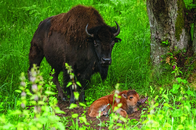 An American bison calf made a memorable entrance over Memorial Day weekend at Northwest Trek Wildlife Park.