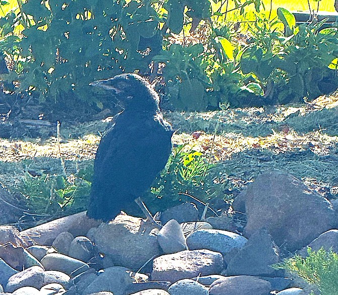 A fledgling crow sits in place while Amy Roby snaps its picture.