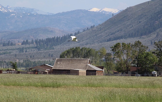An egret flies over a field south of Muller Lane.