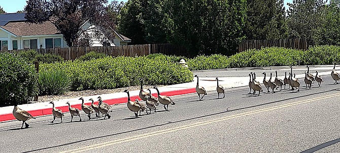 A battalion of geese march down Lucerne toward Jakes Wetlands in Minden on Tuesday in this photo submitted by Robin Sarantos.