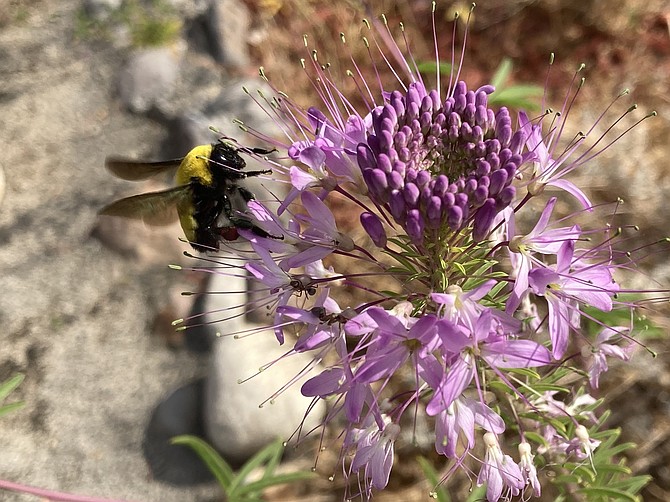 As part of Pollinator Week, Extension is encouraging Northern Nevadans to add pollinator-friendly foliage to their yards and gardens.