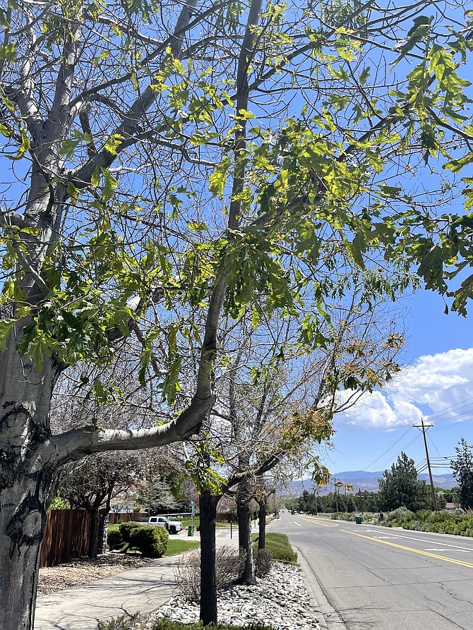 Struggling deciduous trees along West Winnie Lane on June 9.