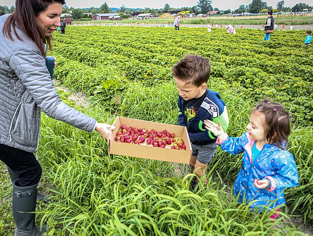 Adrienne Mueller holds a berry box for Noah, 6, and his little Sister Sophia, 3, and Brother Nathan, 7, all from Bellevue, to help fill the family’s box of picked strawberries at Swans Trail Farm in Snohomish on a visit Saturday, June 14. Many farms have U-Pick adventures to offer. What you pick, you can take home and eat or preserve for later.