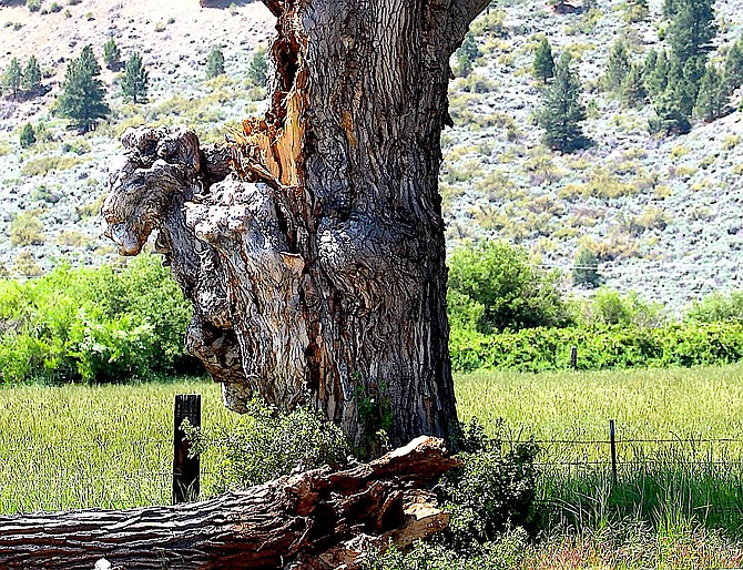 One of the old cottonwoods along Genoa Lane lost a branch in a recent wind storm.