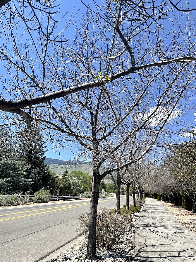 A puff of leaves on otherwise barren deciduous trees near West Winnie Lane in north Carson City on June 9.
