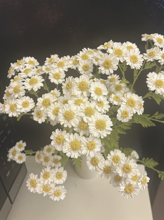 Feverfew (Chrysanthemum parthenium): Put it in your garden one time, let it bloom and go to seed and you’ll never be without it.