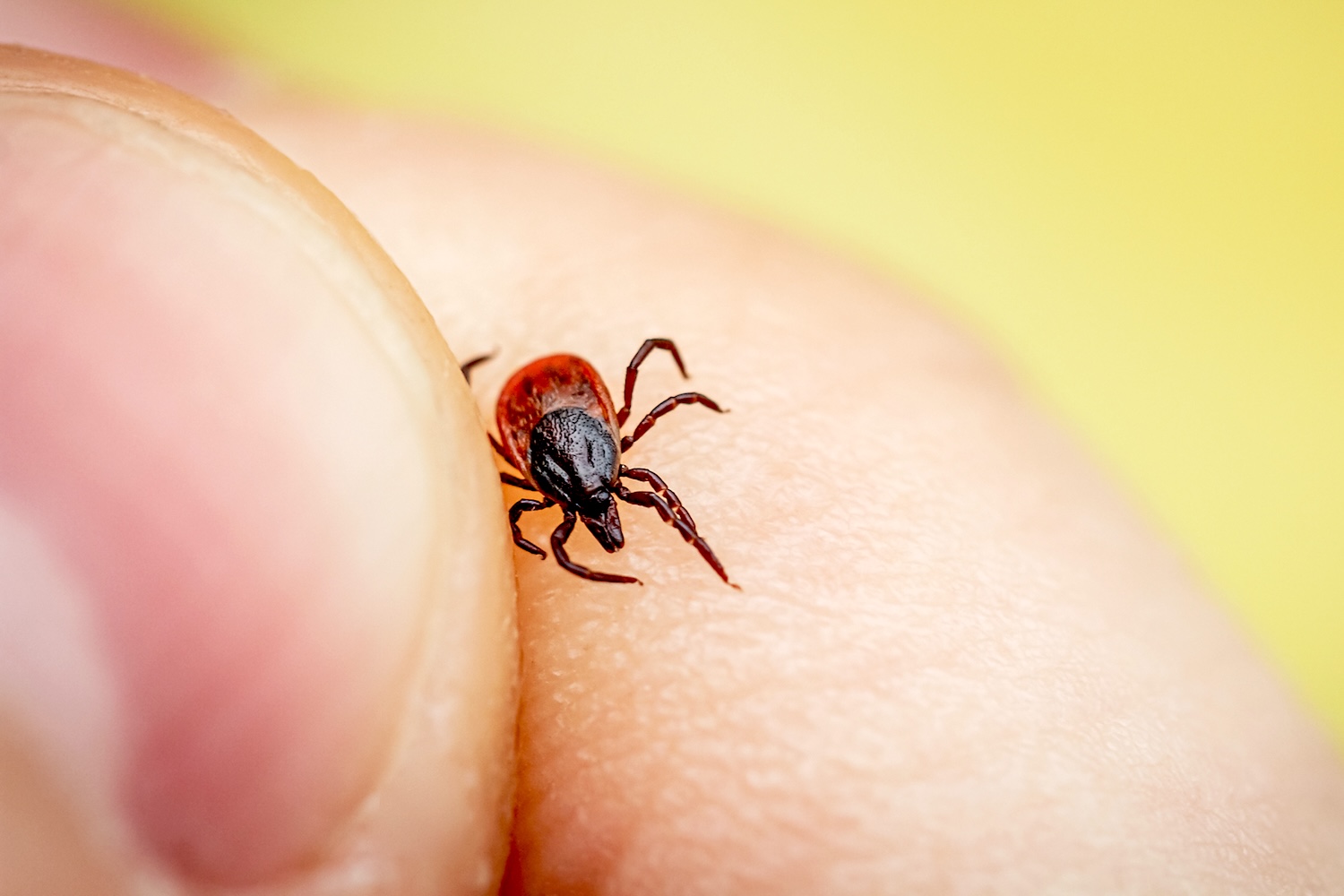 Carson City HHS responds to questions about ticks