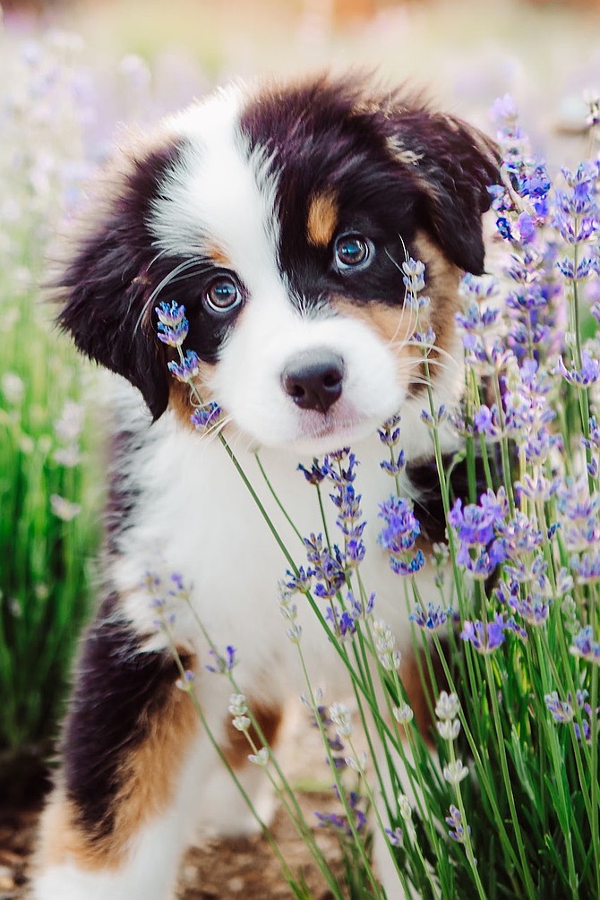 A puppy in lavender.
Rachel Alloway/Sage River Photography