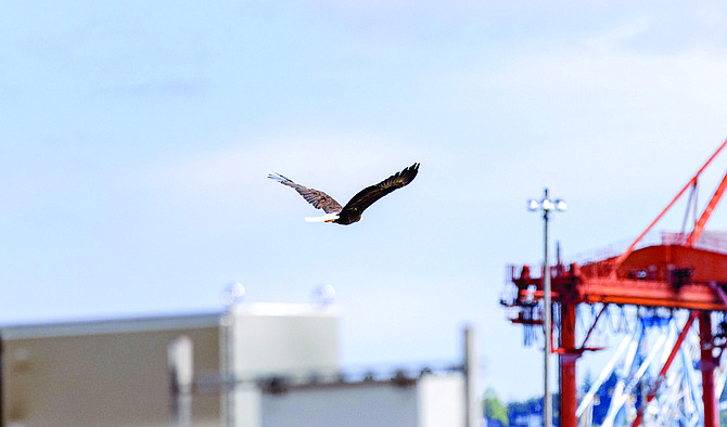 An image from the PAWS release of a bald eagle earlier this month.