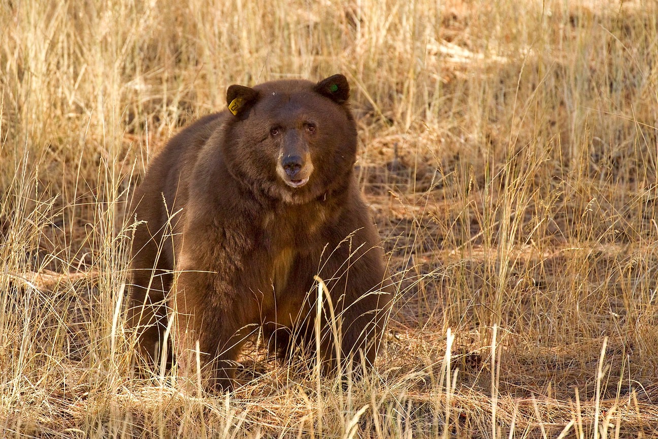 Bears becoming a problem in west Carson City