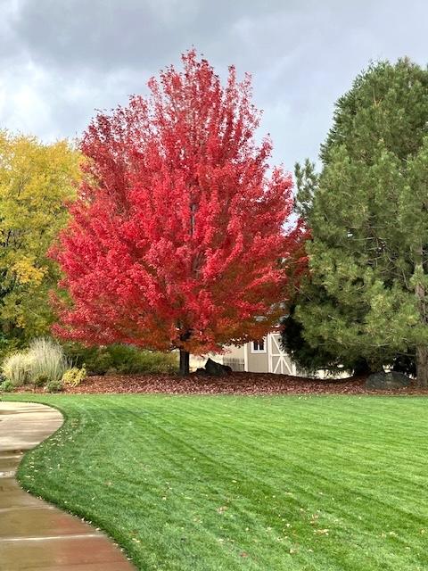 JoAnne Skelly: More red, please | Carson City's Trusted News