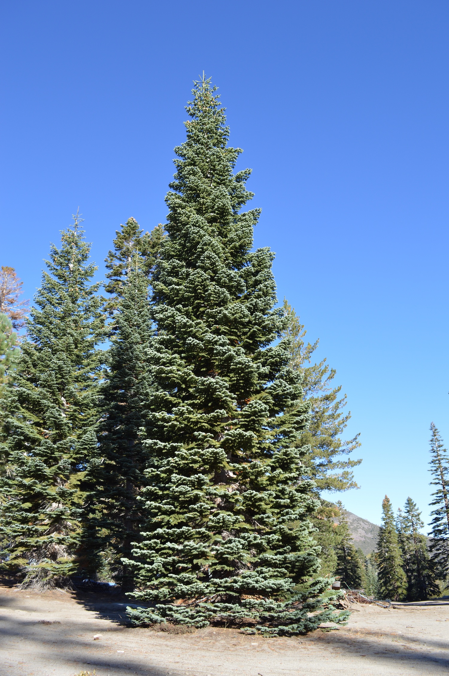 Christmas tree permits available from Forest Service, BLM