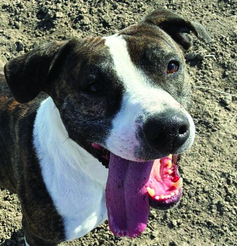 New guidance for guide dogs