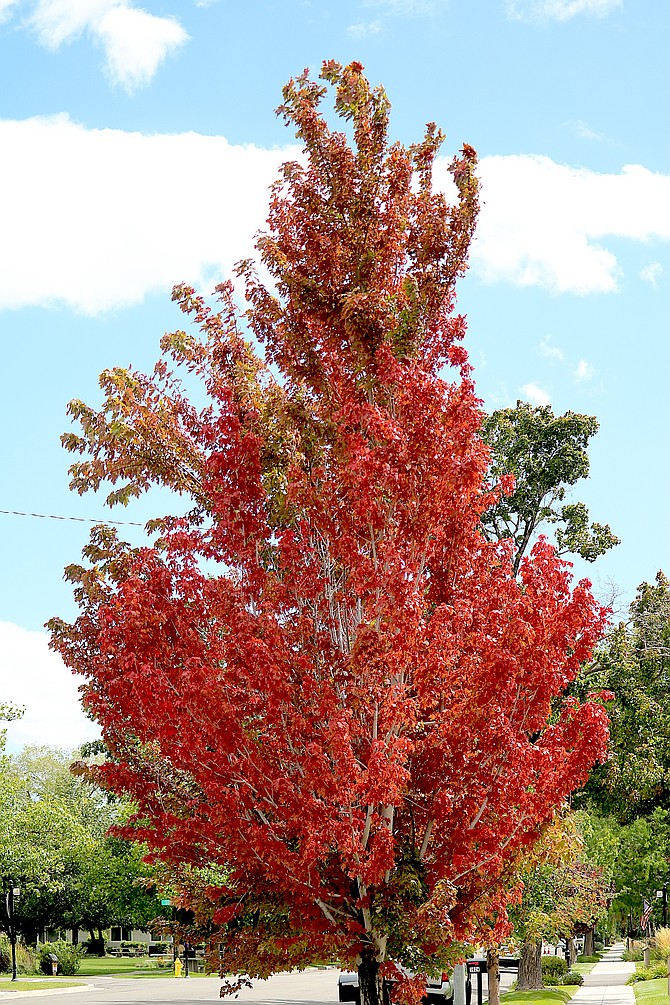 Mono County releases map for annual fall color | Serving Minden ...