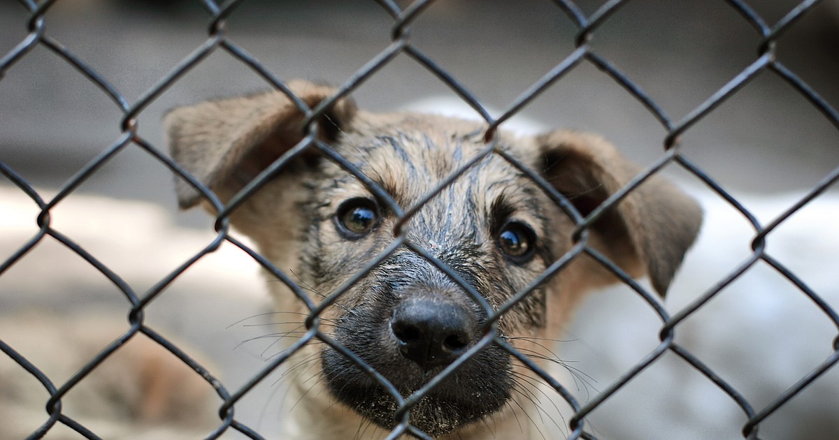 ‘Home Sweet Homecoming’ adoption campaign starts Wednesday