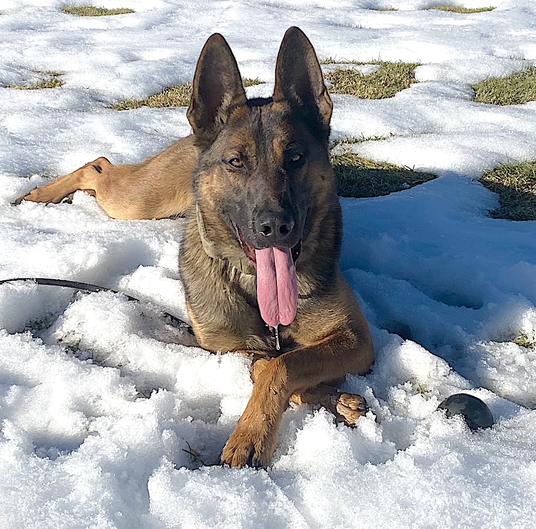 K9 Bubba reportedly finds methamphetamine during traffic stop