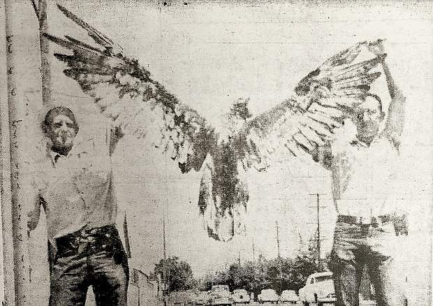 HUGE WINGS of this golden eagle were his undoing recently when they spanned the distance between high-voltage power lines about three miles east of Sparks. Ray Hedges, left, Sierra Pacific Power Co. foreman in Reno, found the eagle beneath the wires while searching for the cause of a power failure. Ed Hastings, right, electric serviceman for the power company, was called out in the early hours of the morning when power to an airway beacon inexplicably was cut off. After power was restored Hedges walked the length of the beacon power line to find what had happened and came upon the eagle on the ground a mile and a half from the beacon. The eagle was given to University of Nevada.