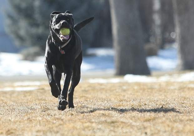 Opal, a 2-year-old Labrador, runs with a ball while playing fetch at Carson Middle School on New Year&#039;s Day.