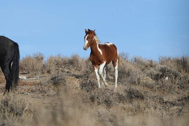 A wild foal frolics in the hills above Carson City on Tuesday afternoon.