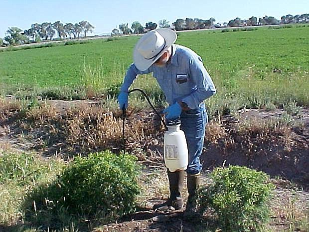 University of Nevada Cooperative Extension will host a training for the proper application of pesticides 7:30 a.m. to 5 p.m., Feb. 11, in Reno and by interactive video at other Cooperative Extension locations throughout the state.
