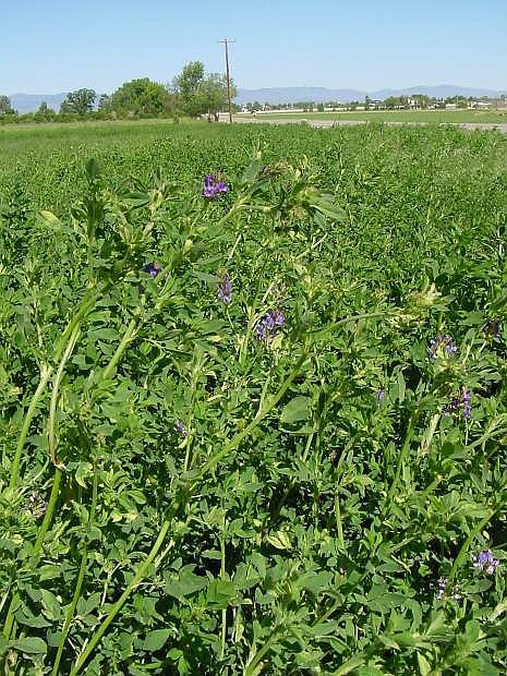 University of Nevada Cooperative Extension offers agricultural drought planning workshops in April and May to help producers cope with the drought.