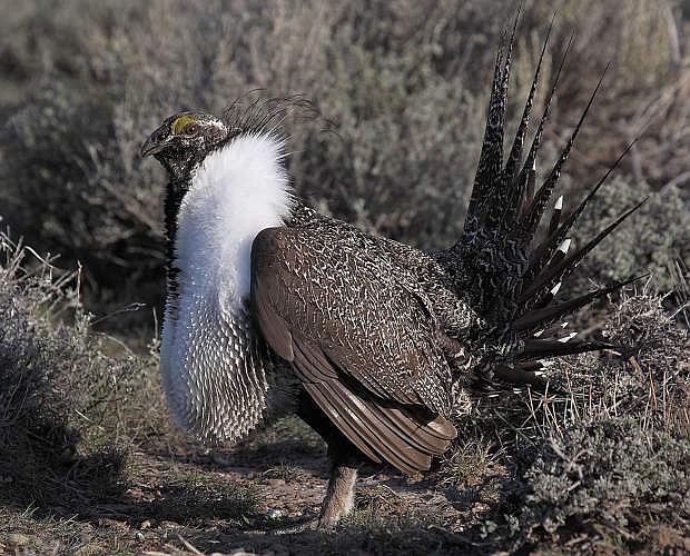 Discussion on the BLM&#039;s Resource Managment Plan also centered on the sage-grouse habitat in the Clan Alpine Mountains.