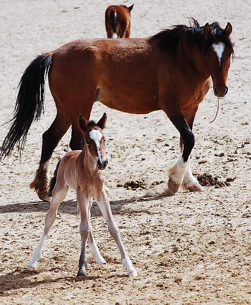 In this file photo, a mare oversees her foal at the Indian Lakes holding facility northeast of Fallon.