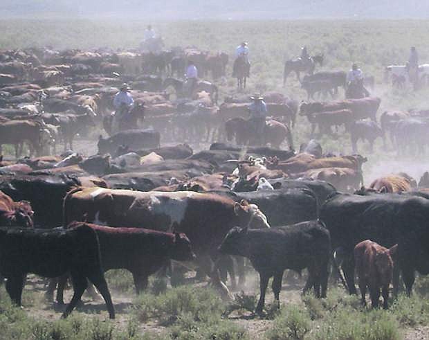 Cattle roundup in northern Nevada.