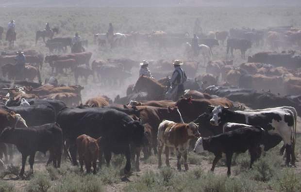 Cattle roundup in Northern Nevada.