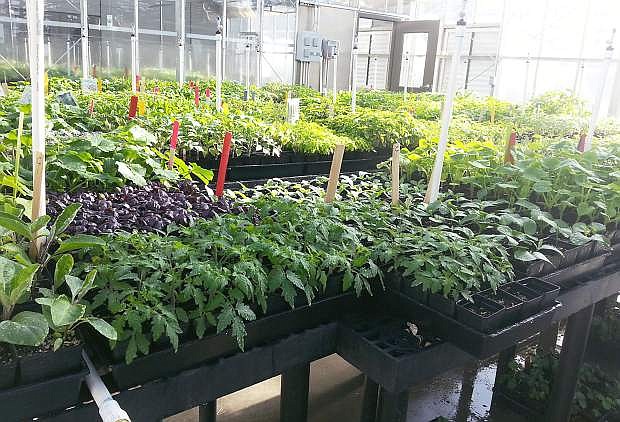 About 5,000 plants grown in Cooperative Extension greenhouses and by Master Gardeners will be for sale May 16 at the Washoe County Cooperative Extension office.