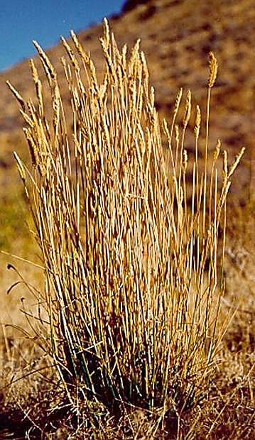 Cooperative Extension is hosting a forum on how to use crested wheatgrass to conquer bare spots and weeds on Tuesday from 6 to 8 p.m.