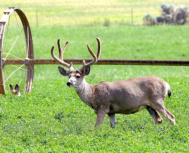 A buck is seen earlier this week in a field in Washoe Valley.
