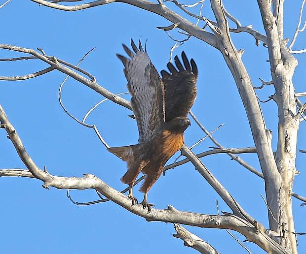 A red-tailed hawk launches from a tree along the Carson River Wednesday in south Carson City.