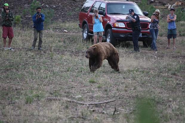 A Nevada Fish and Game Warden fires rubber bullets at a 500 pound bear after it was released on Friday near Spooner Summit.