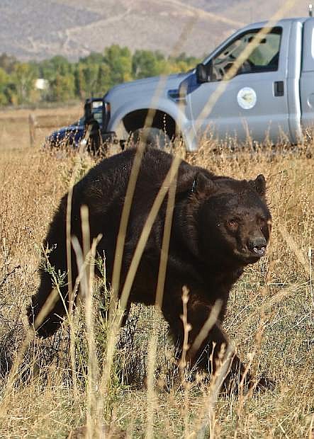 An 8-year old, 350 pound black bear that was trapped at the prison on Thursday is released Friday morning.