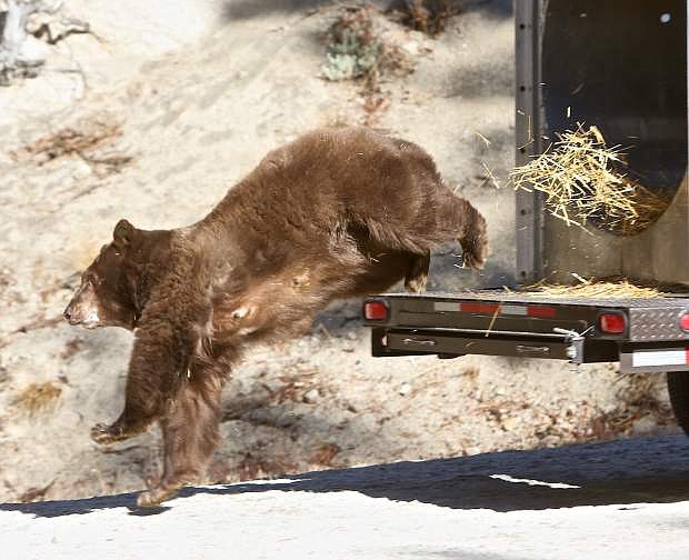 A 14-year-old, 300 pound. female black bear is released back into the Carson Range last week by NDOW officials after being hit by a car and suffering some minor injuries on Oct. 27 in Washoe Valley. She was released with her two 8-month-old cubs who were not hit by the car.