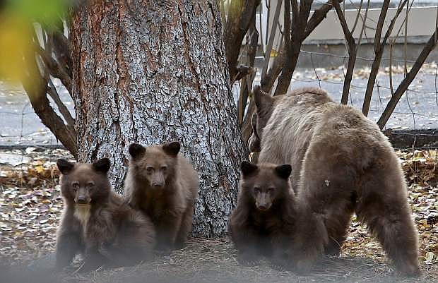 A 13-year-old sow stands guard as her three 9 month old cubs keep an eye on the photographer Wednesday afternoon in Carson City. NDOW biologist Carl Lackey told the Nevada Appeal that the mother had been captured before in 2011 near Spooner Summit and is a &#039;classic drought bear&#039; that is out looking for food and water. The family has been trapped and will be safely re-located in the Carson range.