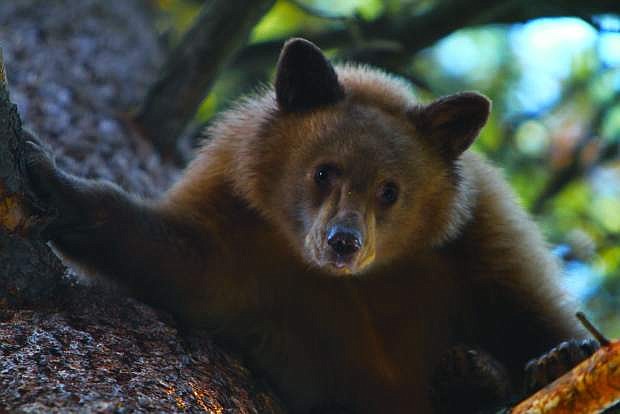 A young bear hangs in a tree in Incline Village last year.