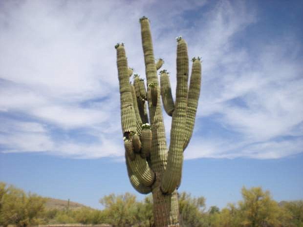 Al Kelly sent in this photo of a cactus.