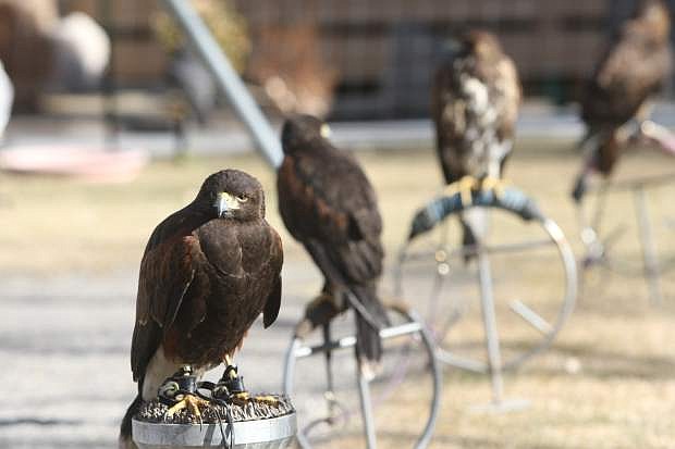 Titus and Thor, 2-year-old male Harris hawks, on their perches in the weathering yard at Topaz Lodge on Thursday. The birds will be in the yard between 11 a.m. and 2 p.m. today. Nearly 200 falconers from around the country are gathering at the Topaz Lodge to compete today and Saturday.
