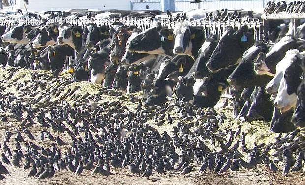 A flock of Eurpoean starlings litter a feedlot in Fallon. The birds were being eradicated in March by the U.S. Department of Agriculture to prevent the spreading of disease to livestock.