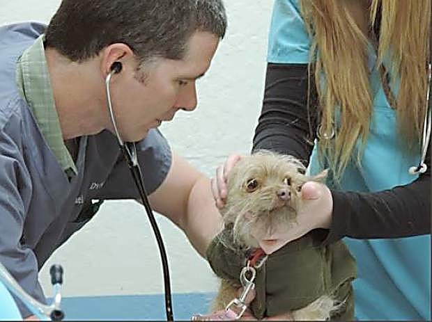 Dr. Pulver of Timberline Animal Hospital treats a dog at a wellness clinic held earlier this month at FISH.