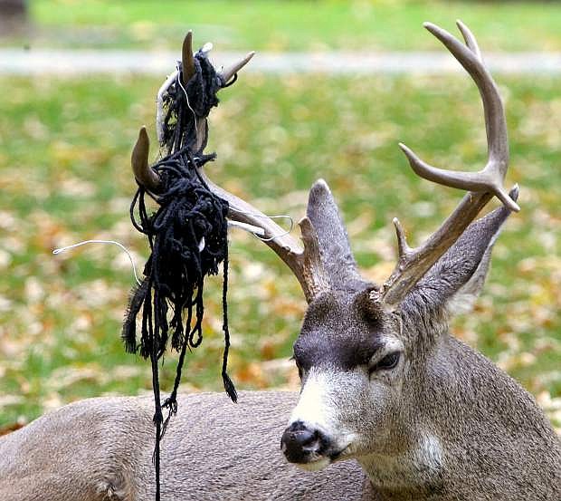 Mule deer's antlers unlike any other