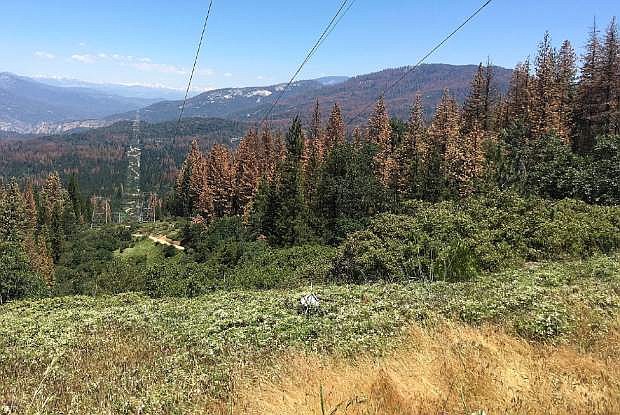 This June 6, 2016 photo shows patches of dead and dying trees near Cressman, Calif. The U.S. Forest Service announced Wednesday, June 22, 2016, that the number of trees in California&#039;s Sierra Nevada forests killed by drought and a bark beetle epidemic has dramatically increased since last year. (AP Photo/Scott Smith)