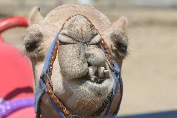 A camel at the International Camel and Ostrich Races in Virginia City last year.