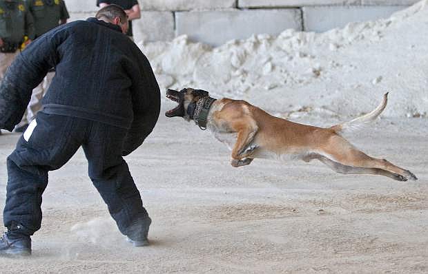 Deputy Jeff Pullen&#039;s Belgian Malinois &#039;Rex&#039; leaps for &#039;perpetrator&#039; Deputy Brett Bindley&#039;s arm Wednesday during training at the Carson City corporate yard.