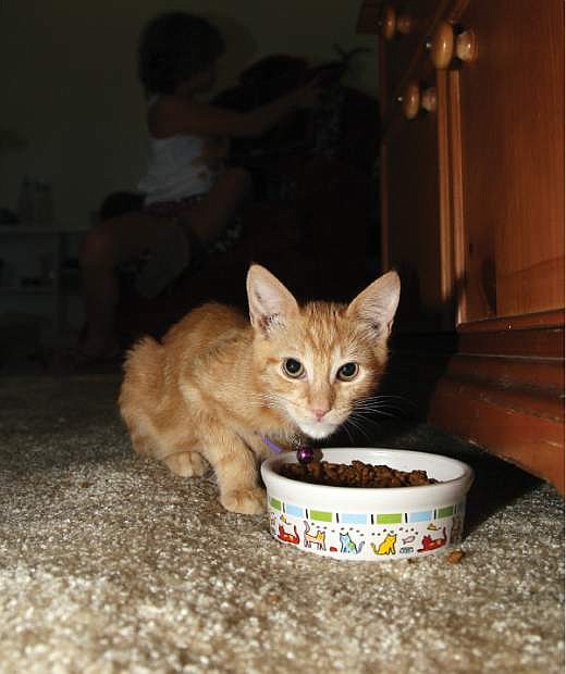 A hungry kitten gets a meal at Catmandu in Carson City in this 2014 file photo.