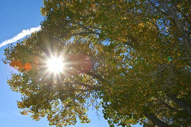 The sun filters through the quickly changing leaves of a cottonwood tree in the Lakeview area of Carson City Wednesday.